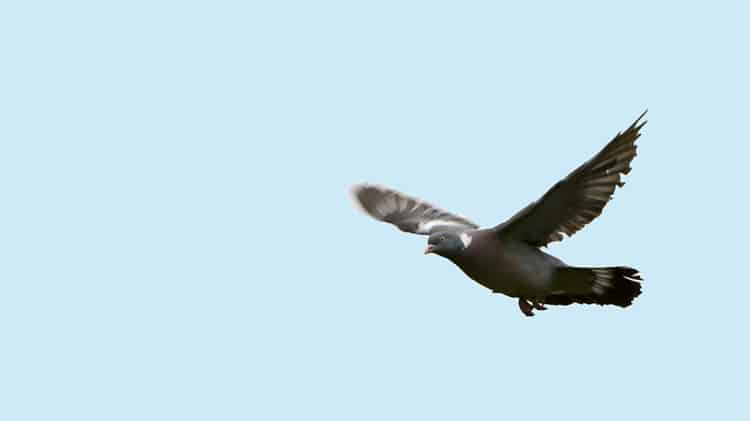 Spy Pigeon Goes 007 On Indian Authorities, Starts Journey to Pakistan