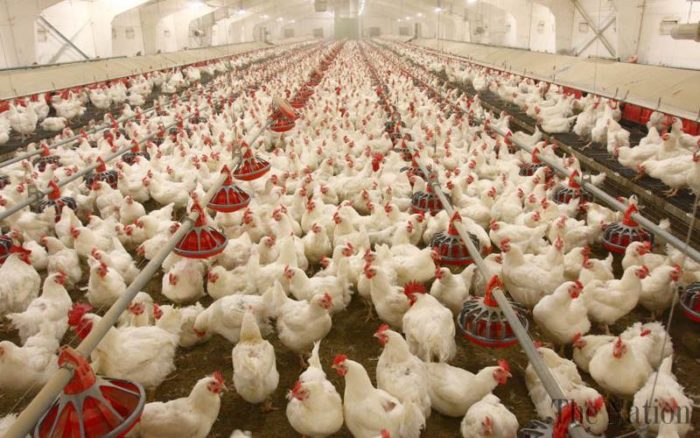 UAE Lifts Ban on Poultry Imported from Pakistan
