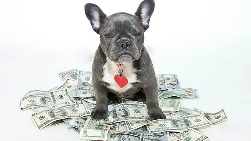 These Dogs Are Earning More Than You Ever Could