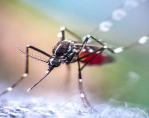 Dengue mosquito zoom