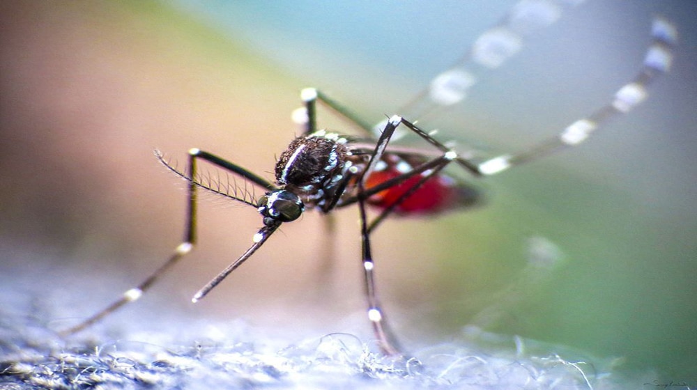 Dengue mosquito zoom