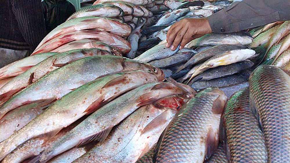Thai Businessmen Enthusiastic About Importing Fish From Pakistan