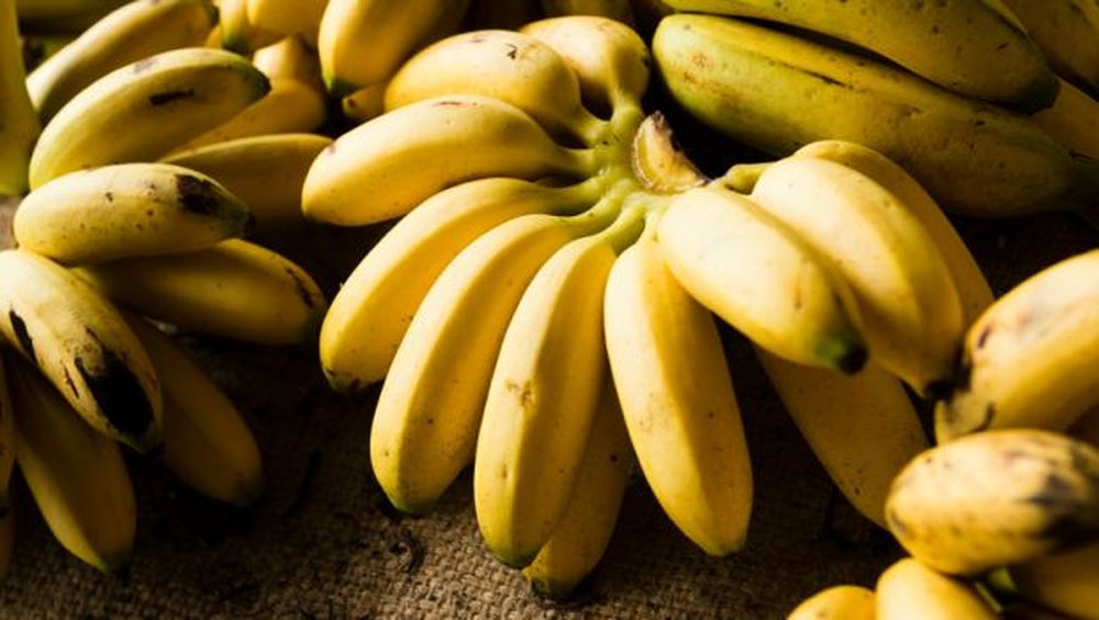 AIOU’s New Lab to Work on Disease-Free Bananas in Pakistan