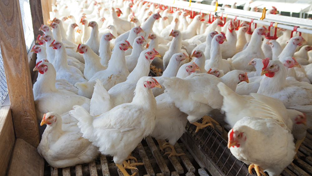 Pakistan’s Poultry Sector Hits an All-Time Low in 2019
