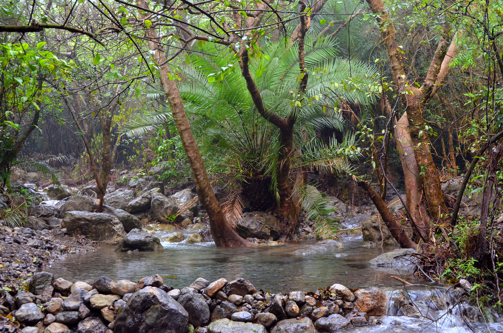Water stream in the Margalla Hills