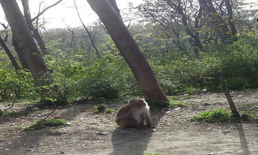 Monkey at Margalla Hills