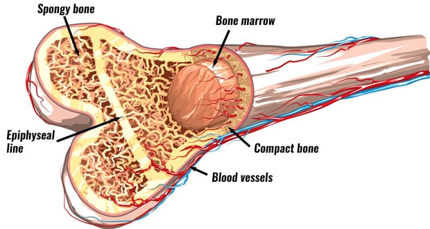 Bone Marrow Figure