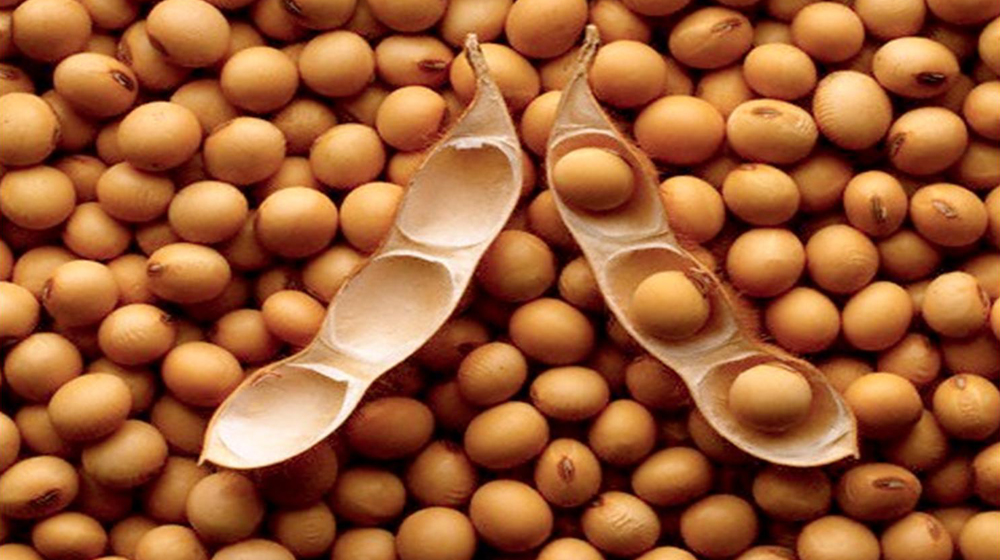 Pakistan’s Import Ban: US Defends its Soybean, Says it Poses No Risks