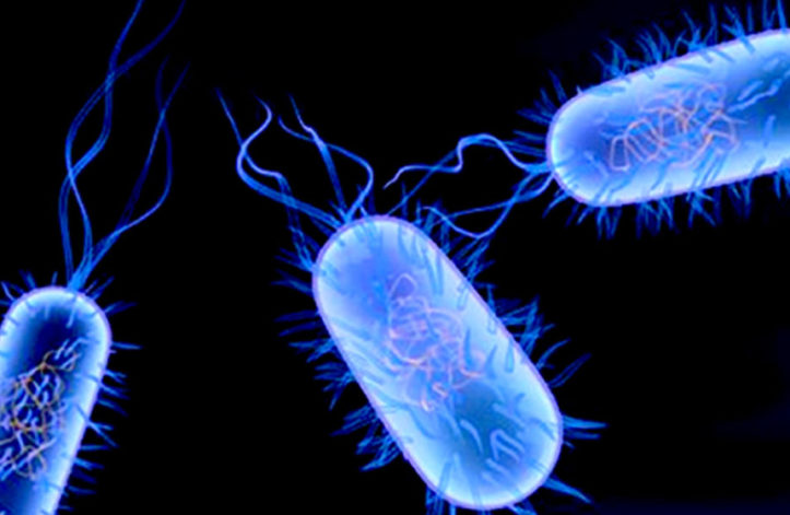 Typhoid Bacteria
