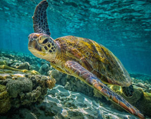 Turtle in blue sea