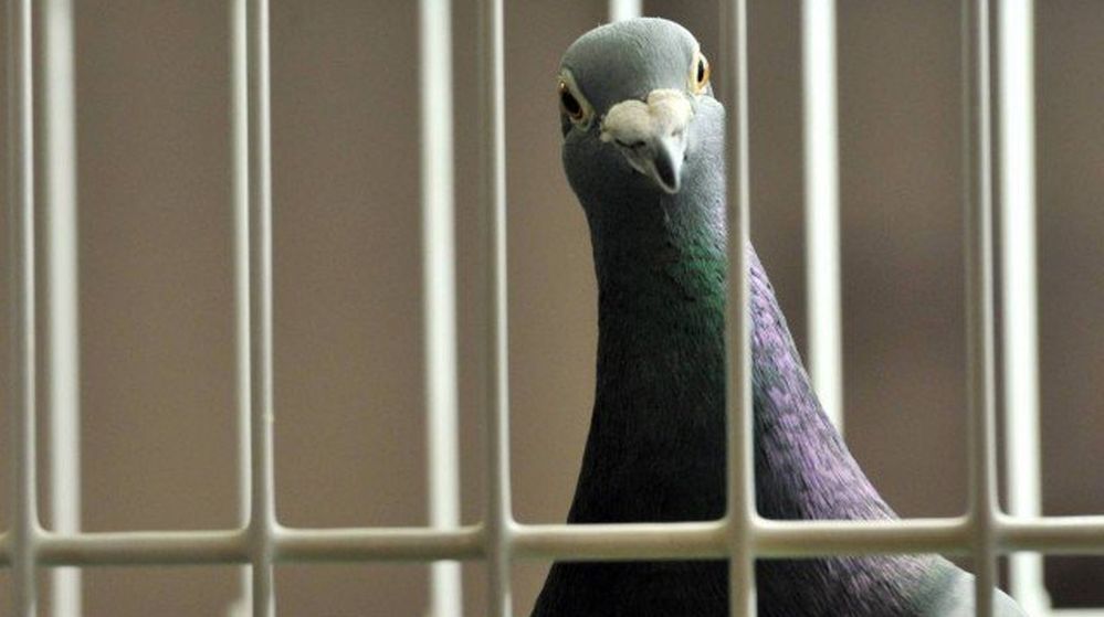 Pakistani Man Requests India to Release “Wing Commander” Pigeon