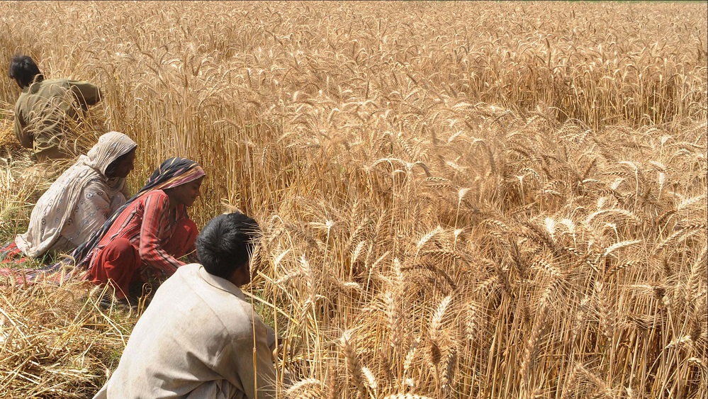 Pakistan’s Wheat Harvest Will Break All Previous Records: Experts