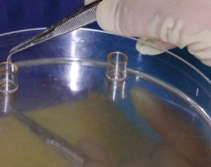 Pakistani scientists develop cheap biological skin