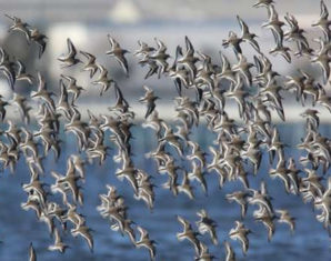 Human Activity Reduces Wildlife Population