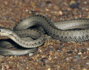 Lethal Snake Found in New Islamabad Airport | propakistani.pk