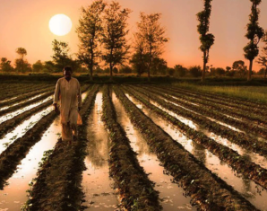 Dutch Company Interested to Invest in Pakistan Agri Sector | propakistani.pk