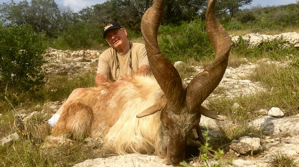 KP Govt Issues Three Markhor Hunting Permits for Rs. 30 Million | propakistani.pk