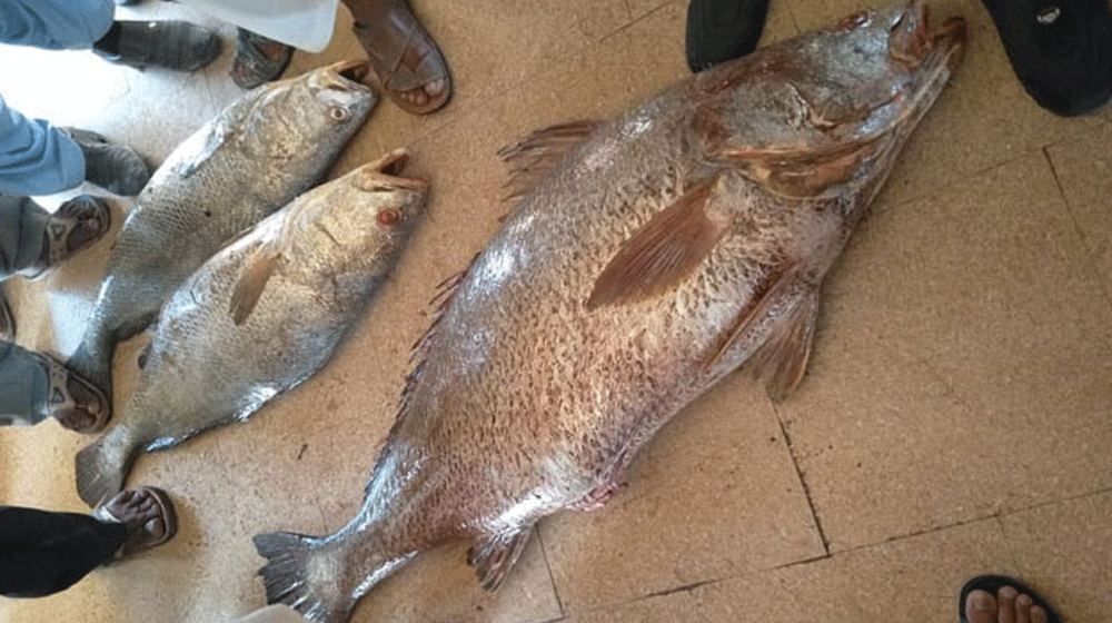 Rare Fish from Gwadar Port Sold for One Million Rupees | propakistani.pk