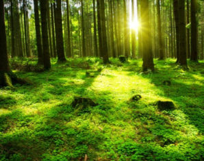 Swiss Businessman to Donate $1 Billion to Protect 30% of Earth Surface