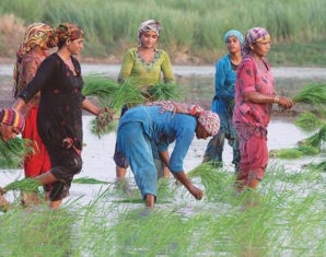 Investment Plan to Improve Crop Yields, Water Efficiency