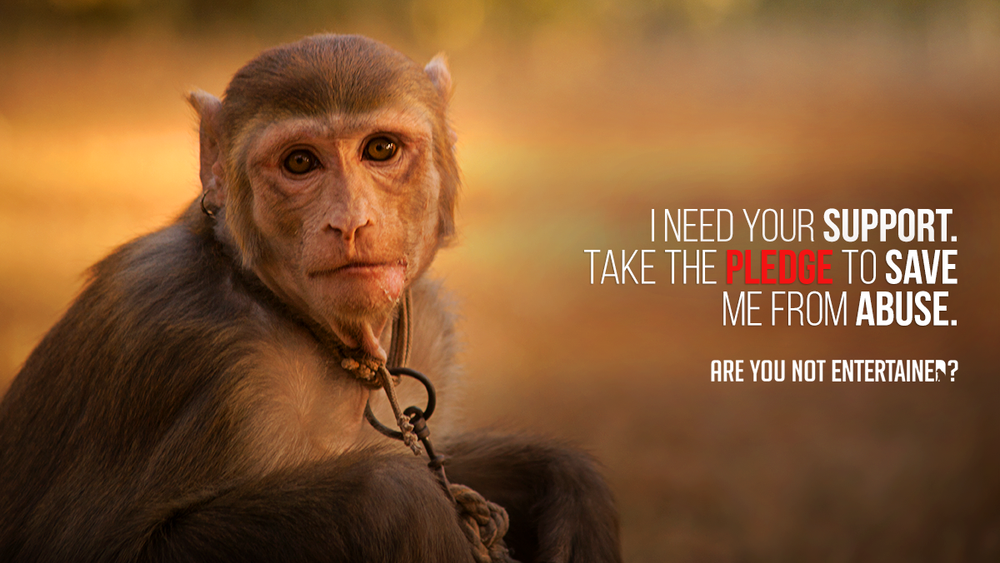 This Campaign is Asking Pakistanis to Pledge to Stop Animal Abuse for  Entertainment