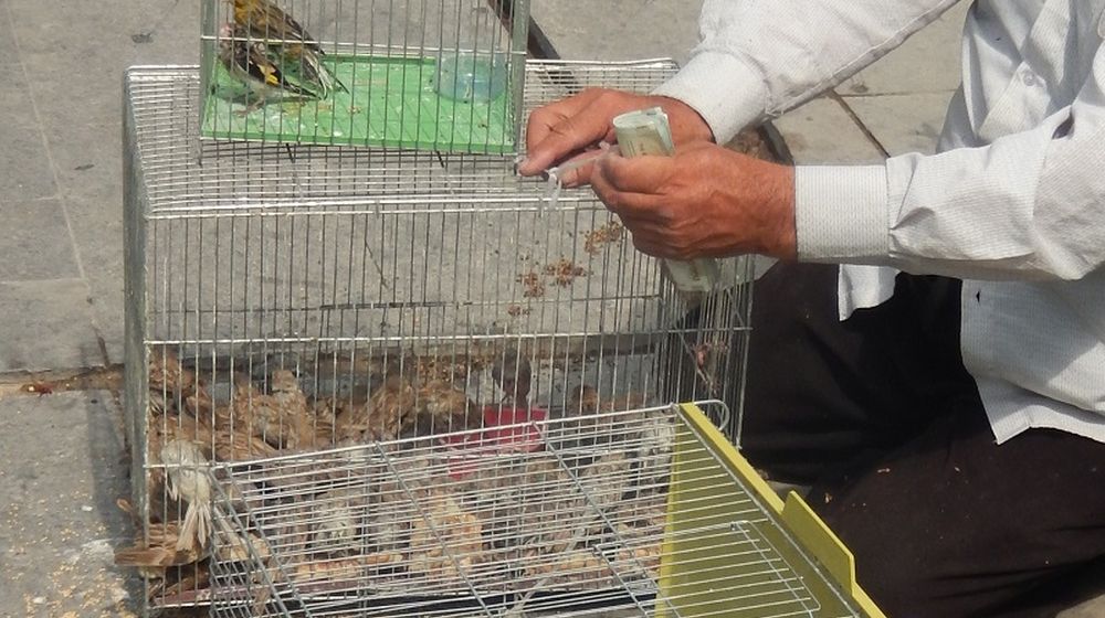 Govt to Ban the Practice of Freeing Birds for Money