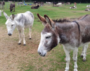 KP to Set Up Donkey Farms