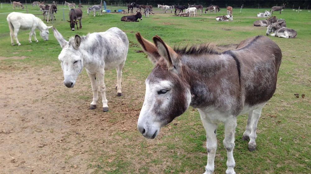 KP to Set Up Donkey Farms