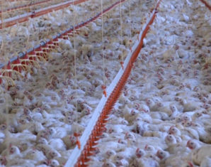 Global chains mistreating chickens