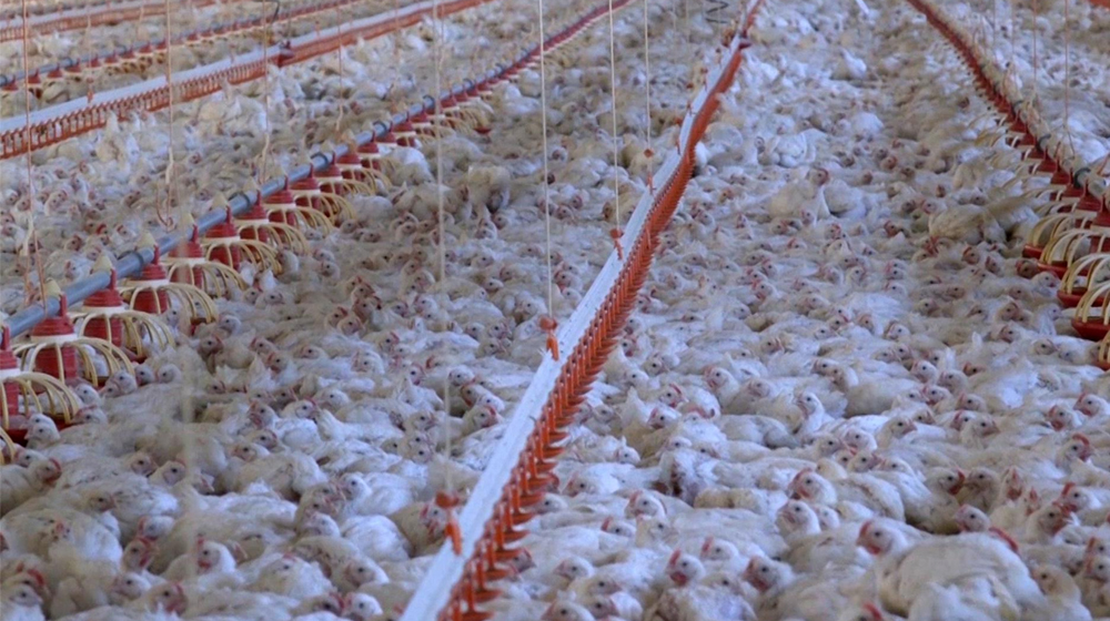 Global chains mistreating chickens