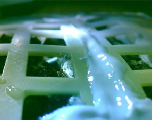 First-ever Plant Grows on the Moon