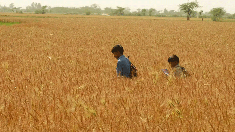 Pakistan’s Wheat Production Down by 2.5% Over Last Year