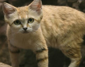 Citizen Files Case over Cat Killed in Road Accident