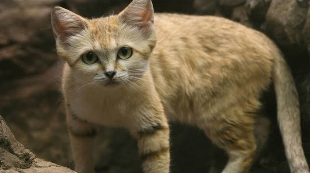Citizen Files Case over Cat Killed in Road Accident