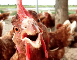 'Chicken Thief' Languishing in Adiala Jail for a Year | propakistani.pk