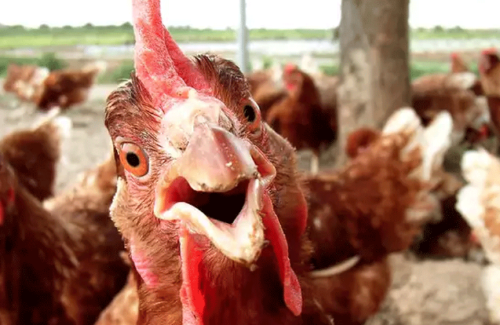 'Chicken Thief' Languishing in Adiala Jail for a Year | propakistani.pk