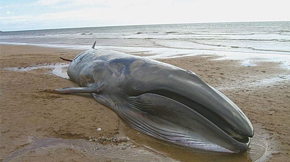 Locals Mutilate A Large Whale That Washed Ashore Gwadar Beach