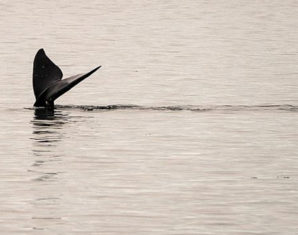 A Million Species Risk Extinction Due to Human Activity: Draft UN Report