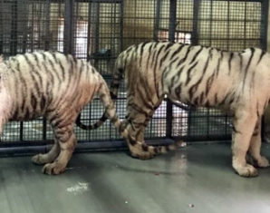 UAE to Gift 10 Tigers, 8 Lions to Lahore Zoo Next Week