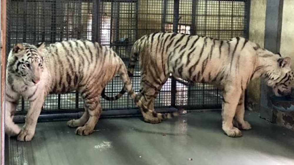 UAE to Gift 10 Tigers, 8 Lions to Lahore Zoo Next Week