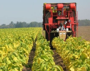 Parliamentarians Call for Tobacco Production Ban | propakistani.pk