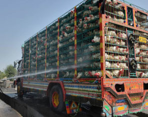 KP Food Authority Seizes 2000 Kgs of Rotten Chicken | propakistani.pk