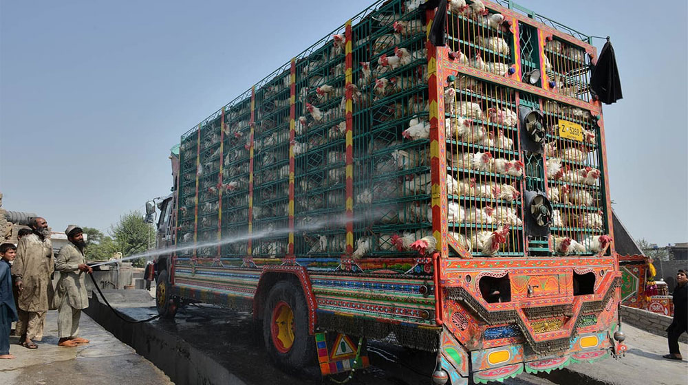 KP Food Authority Seizes 2000 Kgs of Rotten Chicken | propakistani.pk
