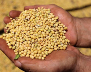 Major Food Import Items Saw Decrease in Last 9 Months