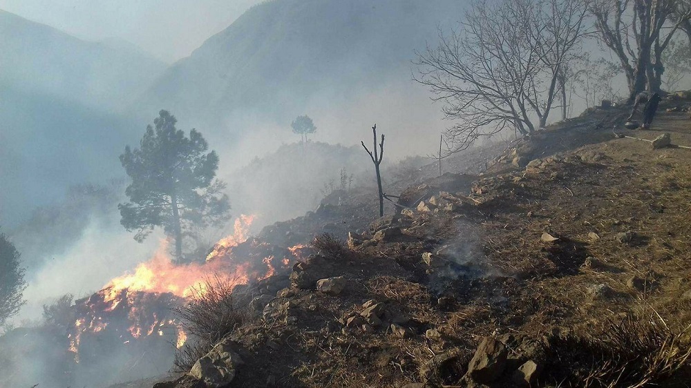 KP Wildfires Burn Down More Than 100,000 Trees