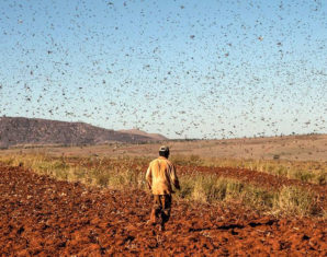 Locust swarm