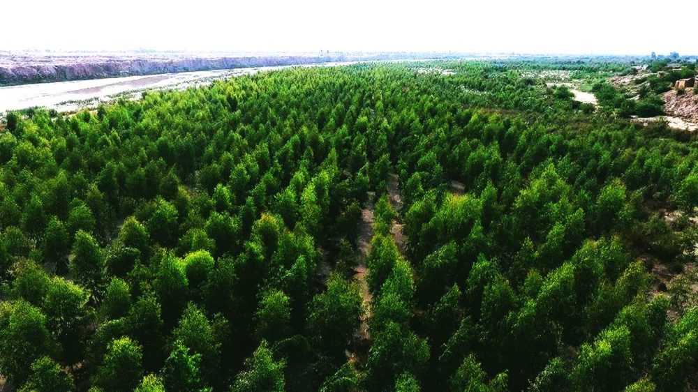 Ten Billion Tree Project to be Monitored Via Satellite- PM Khan