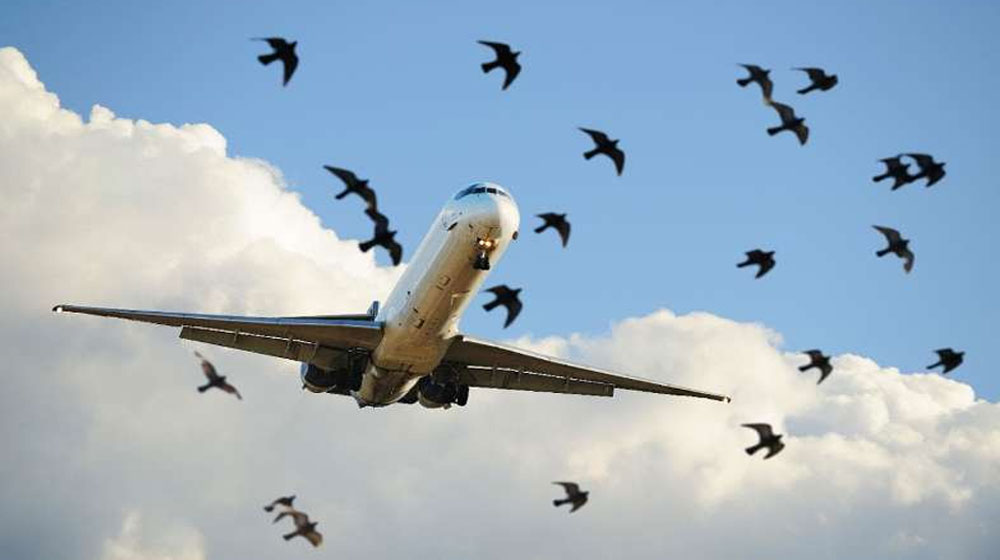 Flocks of Birds Halt Flight Operations at Lahore Airport