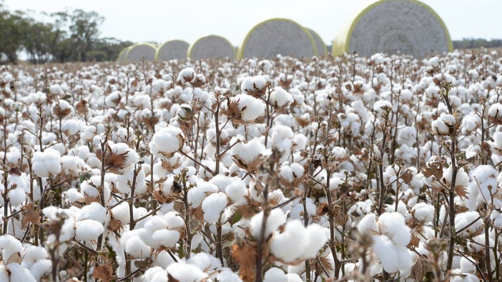 Govt Sets Cotton Production Target at 10.5 Million Bales