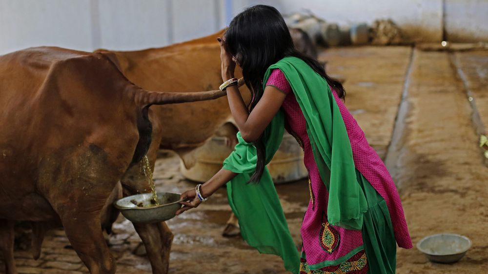 Cow’s Dung and Urine Can Prevent Nuclear Radiation: Indian Researcher [Video]